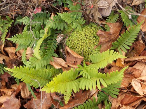 Common Polypody fern in November at Pine Cobble in northwest Massachusetts