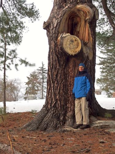 Fred stands before a huge White Pine in March at Pine Grove Cemetery in Manchester, NH