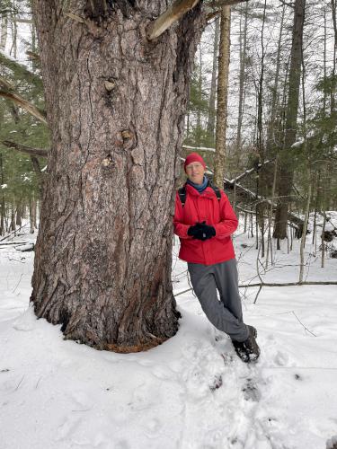 Fred with a White Pine tree in December at Pine Hill in New Hampshire