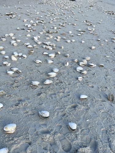 clam shells in December at Pine Point Beach in southern coastal Maine