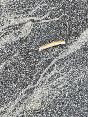 razor-clam shell in December at Pine Point Beach in southern coastal Maine