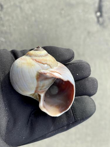 snail shell in December at Pine Point Beach in southern coastal Maine