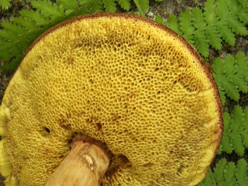 pore (underside) view of a bolete mushroom