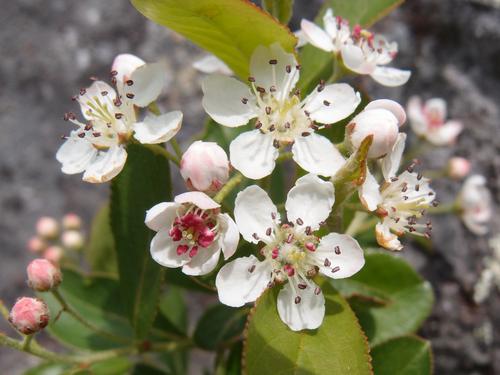 Red Chokeberry (Aronia arbutifolia) flowers on Piper Mountain in New Hampshire