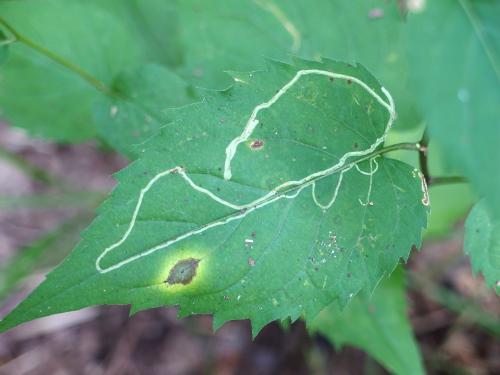 bug track on a leaf at Mount Pisgah in eastern Massachusetts
