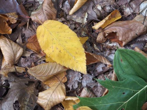 yellow leaf in early September at Mount Pisgah in eastern Massachusetts