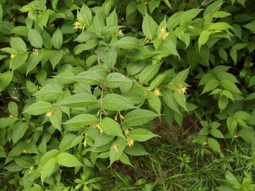 Bush-Honeysuckle (Diervilla lonicera) in June at Pitcher Mountain in New Hampshire