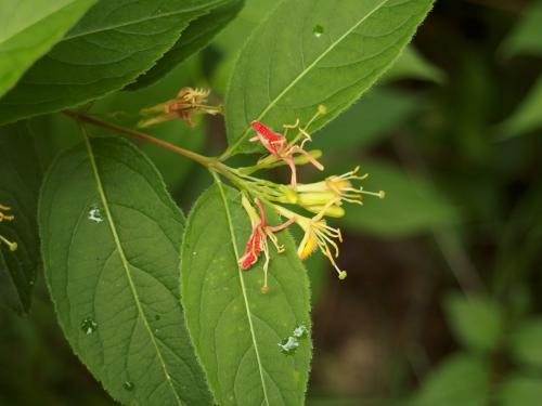 Bush-Honeysuckle (Diervilla lonicera) in June at Pitcher Mountain in New Hampshire