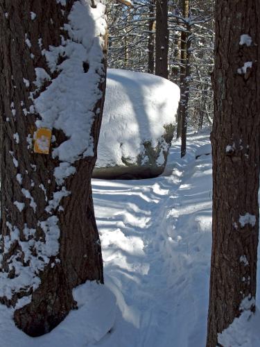 trail in February at Plaistow Town Forest in southern New Hampshire
