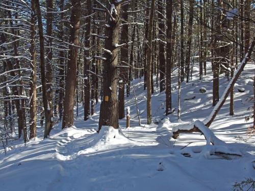 woods in February at Plaistow Town Forest in southern New Hampshire