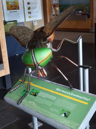 huge greenhead fly at the Parker River National Wildlife Refuge Visitor Center