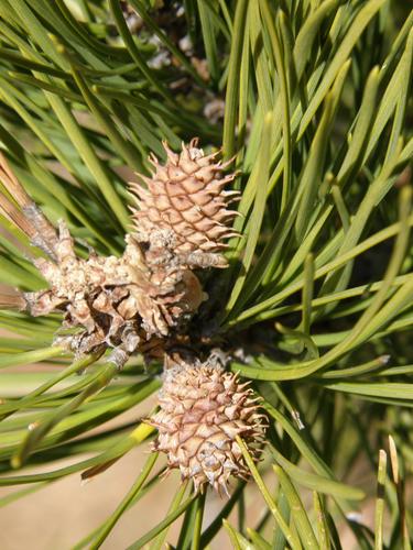 immature Pitch Pine cones