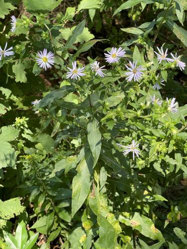 England Aster (Aster novae-angliae) in August at Pondicherry Wildlife Refuge in New Hampshire