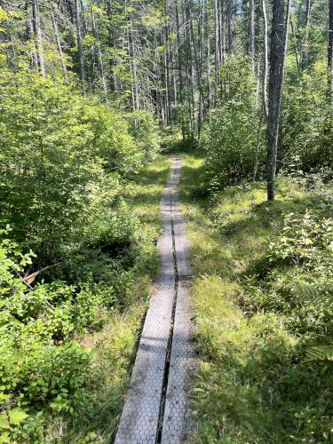 trail in August at Pondicherry Wildlife Refuge in New Hampshire
