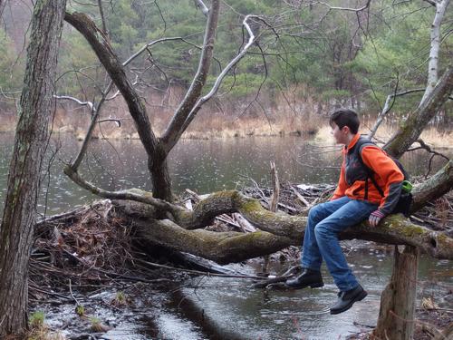 Ben hangs out in April rain at the beaver dam at Pond Parish Town Forest in southern New Hampshire