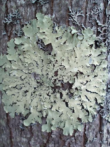 possibly Smooth Axil-bristle Lichen (Myelochroa galbina)