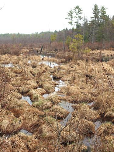 marsh view at Pond Parish Town Forest in New Hampshire