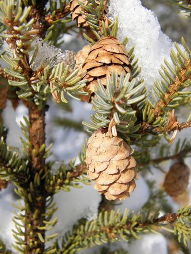 Black Spruce cones and branchlets