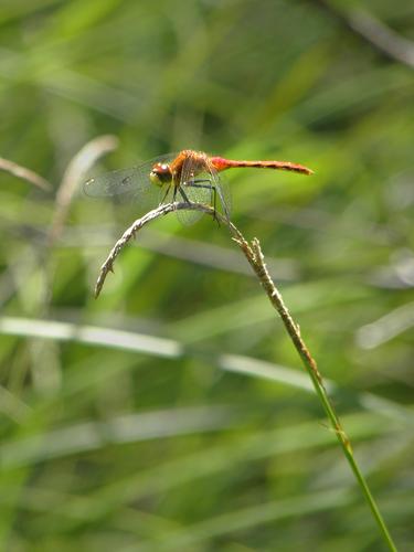 dragonfly at Ponemah Bog in New Hampshire