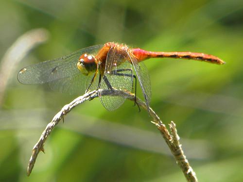 dragonfly at Ponemah Bog in New Hampshire