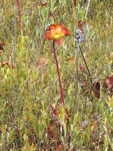 Pitcher Plant at Ponemah Bog in southern New Hampshire