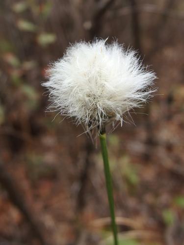 Tawny Cotton Grass (Eriophorum virginicum) at Ponemah Bog in southern New Hampshire