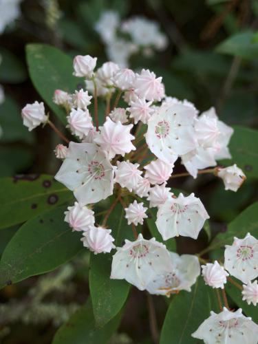 Mountain Laurel in June beside the trail to Porcupine Hill near Holden MA