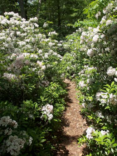 Mountain Laurel in June alongside the trail to Porcupine Hill near Holden MA