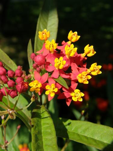 Red Butterfly Weed (Asclepias curassavica