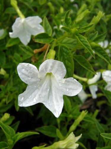 Bush Violet (Browallia speciosa 'Silver Bells')