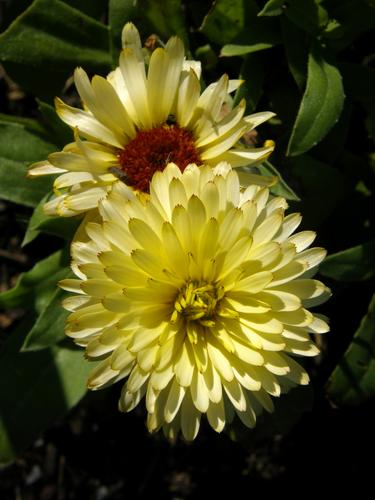 Pot Marigold (Calendula officinalis)
