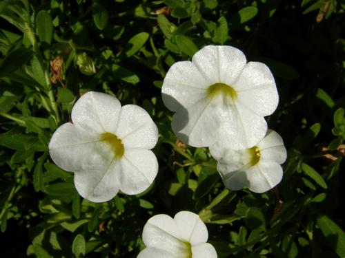 Trailing Petunia (Calibrachoa x hybrida 'Million Bells Trailing White')
