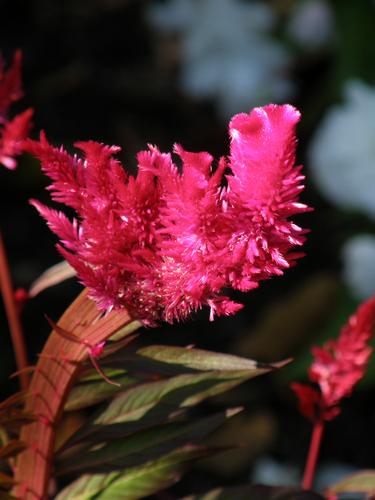 Cockscomb (Celosia plumosa 'Forest Fire')