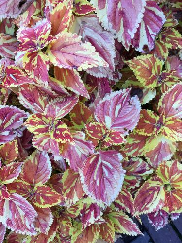 Coleus at the waterfront display gardens at Portsmouth in New Hampshire