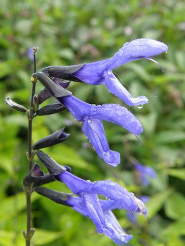 Blue Anise Sage (Salvia guaranitica 'Black and Blue')