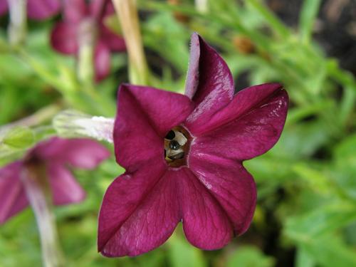 Flowering Tobacco (Nicotiana x sanderae 'Perfume Deep Purple')