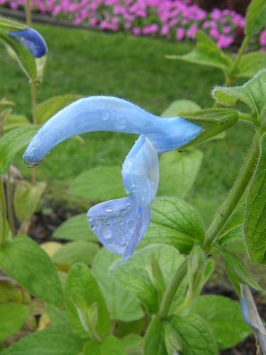Gentian Sage (Salvia patens 'Cambridge Blue')