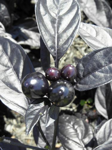 Ornamental Pepper (Capsicum annuum Black Pearl) at Portsmouth Waterfront in New Hampshire
