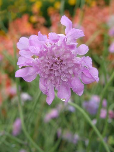 Pincushion Flower (Scabiosa columbaria 'Pink Mist')