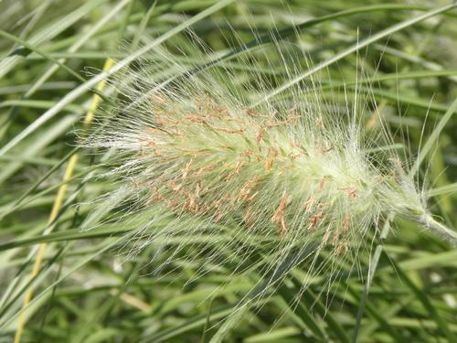 Feathertop Grass (Pennisetum villosum)