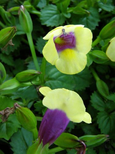 Wishbone Flower (Torenia fournieri 'Yellow Moon')