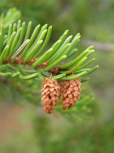 male cones of Black Spruce (Picea mariana)