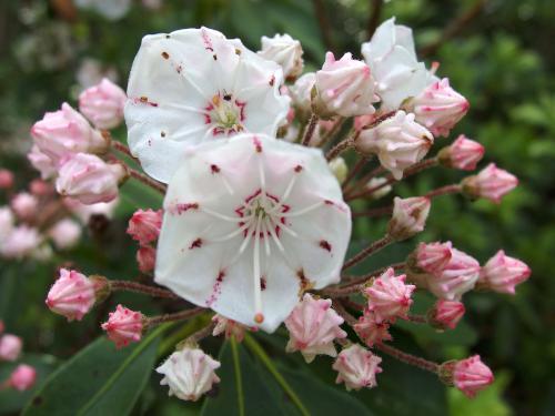 Mountain Laurel at Potter Woods in southern New Hampshire