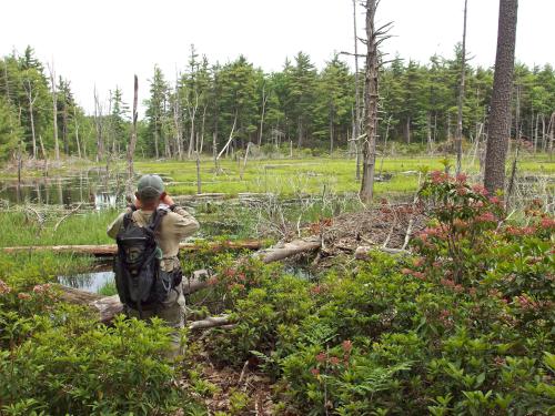 Dick photographs a wilderness pond in June at Potter Woods in southern New Hampshire