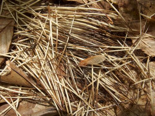 stash of porcupine quills on the trail at Potter Woods in southern New Hampshire