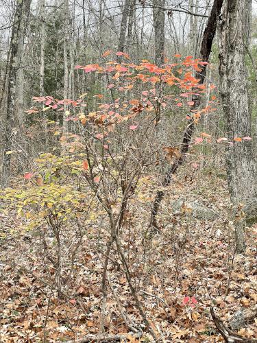 tree color in November at Poutwater Pond WMA at Holden in eastern Massachusetts