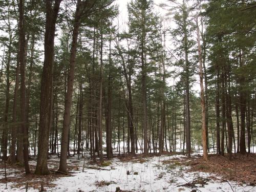trees in January beside the trail at Powder Major Forest near Durham in southeastern New Hampshire
