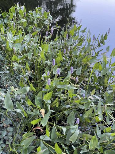 Pickerel Weed (Pontederia cordata) in August near Prentice Hill in southwestern NH