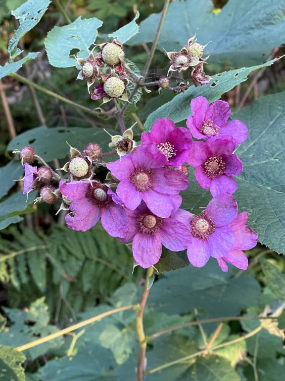 Purple-flowering Raspberry (Rubus odoratus) in August near Prentice Hill in southwestern NH