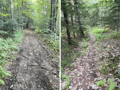 trail in August to Prentice Hill in southwestern NH